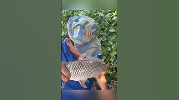 Chép khủng lại lên #fishing #cauca #mientay #sanbat #shorts #thinhhanh #cachep #video #bencon