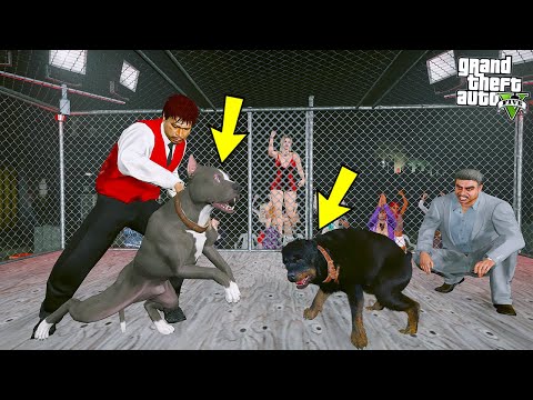 YAVRU PİTBULL SOKAK DÖVÜŞLERİNE GERİ DÖNÜYOR!(GÖZÜ YARALANDI!) - GTA 5