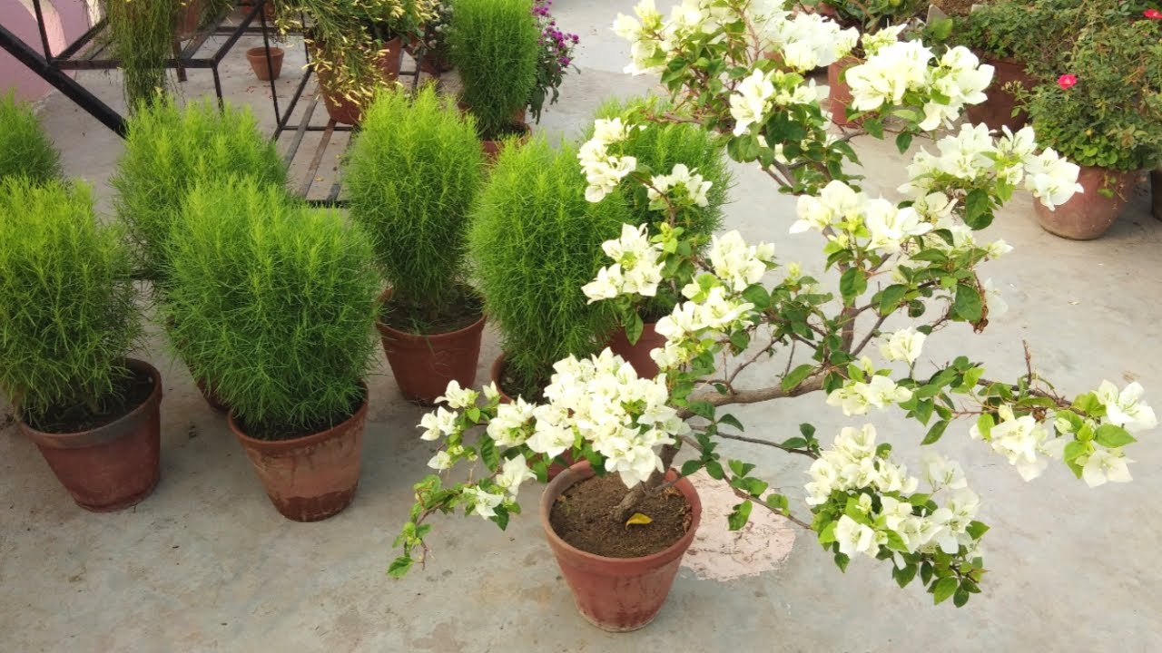 Bougainvillea purchase from nursery , What to do for flowering? YouTube