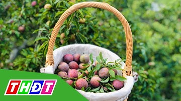 Ngày hội hái mận trên cao nguyên Mộc Châu | THDT