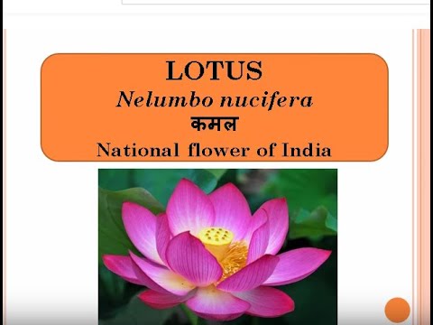 Different Types Of Flowers And Their Names In Hindi - Flower
