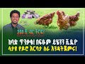 200 ሺ ብር ትርፍ በፍፁም ይሄንን ቪዲዮ ሳታዩ የዶሮ እርባታ ስራ እንዳትጀምሩ Chicken Farming Business Gebeya Review 