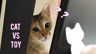 Funny Cat reaction to a cat toy. She can turn anything into a toy l Cheap Toy Hack by Catl Oh Hooman by Oh Hooman 714 views 3 years ago 1 minute, 23 seconds