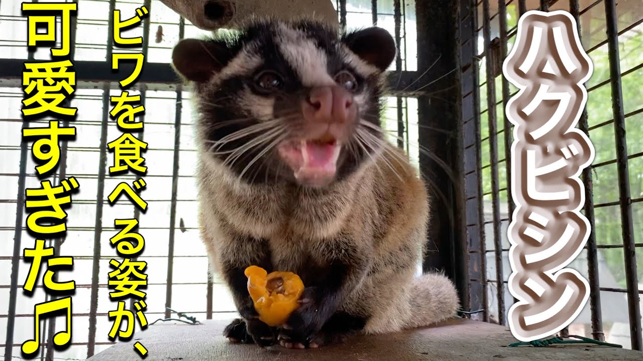 日本一贅沢なハクビシン ブログde熱帯圏