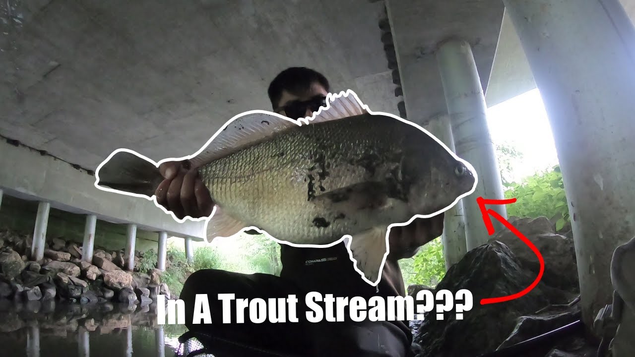BIG DRUM Caught While Trout Fishing ! Southern Wisconsin YouTube