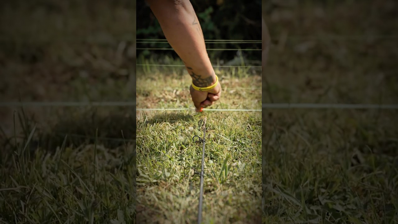 If you’re not using Distance Sticks this autumn/ winter… you’re missing bites! 👀

Cold months = smaller feeding windows, so every cast AND Spomb needs to be pin-point accurate. 🎯

Using distance sticks means you’re:
➡️ Hitting the exact same spot every time
➡️ Keeping bait tight + controlled
➡️ Maximising chances when the fish switch on
➡️ Turning one small window into a guaranteed bite opportunity 💥

#soniksports  #fishinglife  #fishing  #fishingtiktoks #carpfishinguk