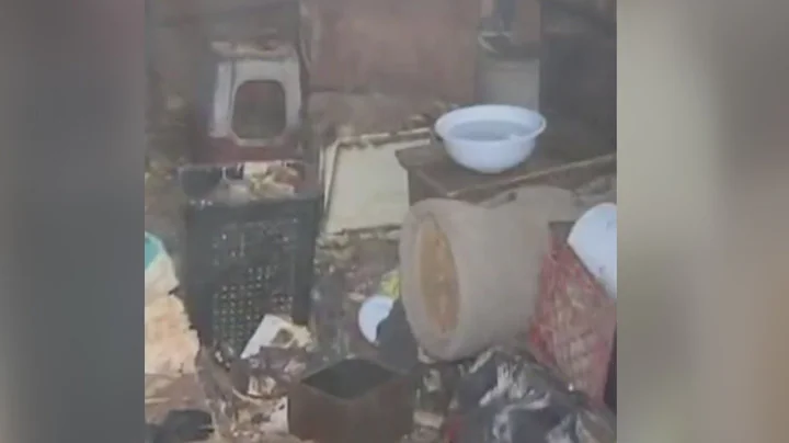 Woman charged with animal cruelty again, 10 years after 100 cats were taken from her home