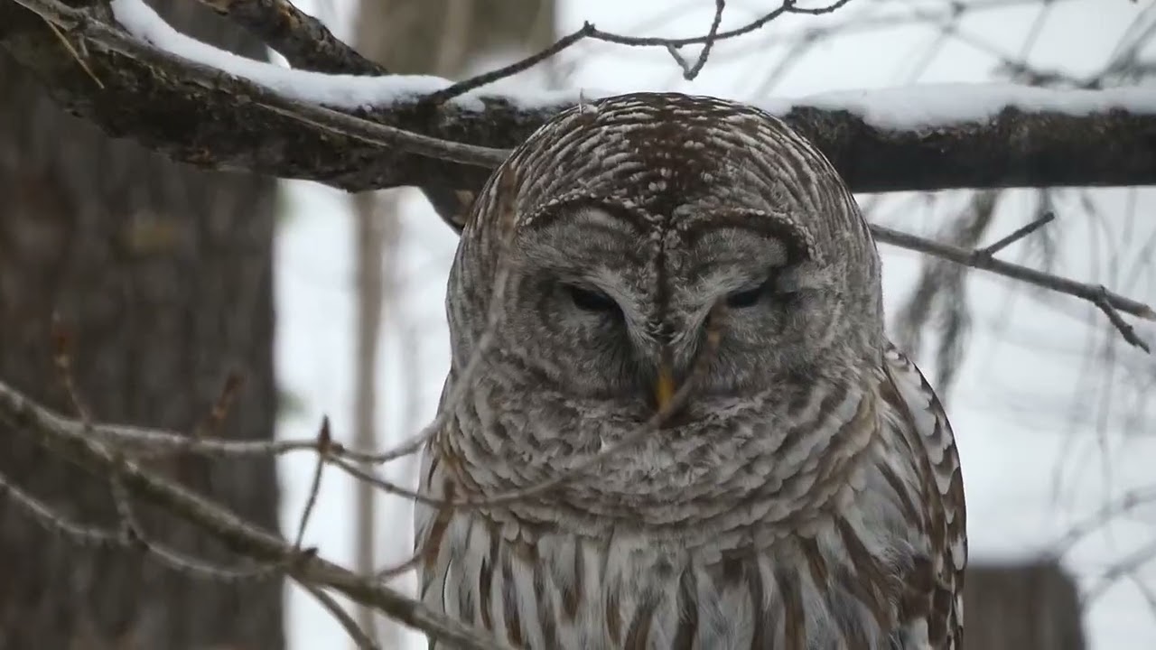 The Squirrels aren't keen on their new tree bunkie P1012960,1,9