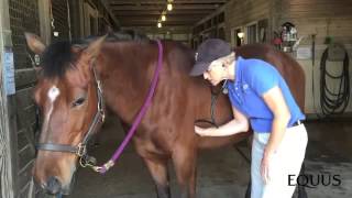 Monitoring your horse's heart rate