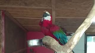 Розумний папуга Ріо використовує шкарлупу горіха, щоб попити водички