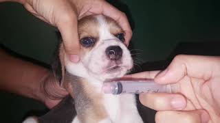 ANG MABISANG PAMPURGA SA ASO ! . ( Deworming my Beagle Puppy Dogs at Home ) by Restless TV 114,994 views 4 years ago 7 minutes, 51 seconds