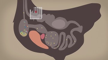 Mycotoxin Management