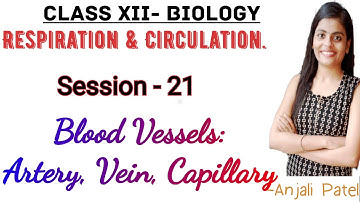 Class XII Biology - Respiration and Circulation: Blood vessel- Arteries, Veins andCapillaries,Pulse.