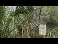🔴 beaware of Alligators and bears 🔴 Florida jungles