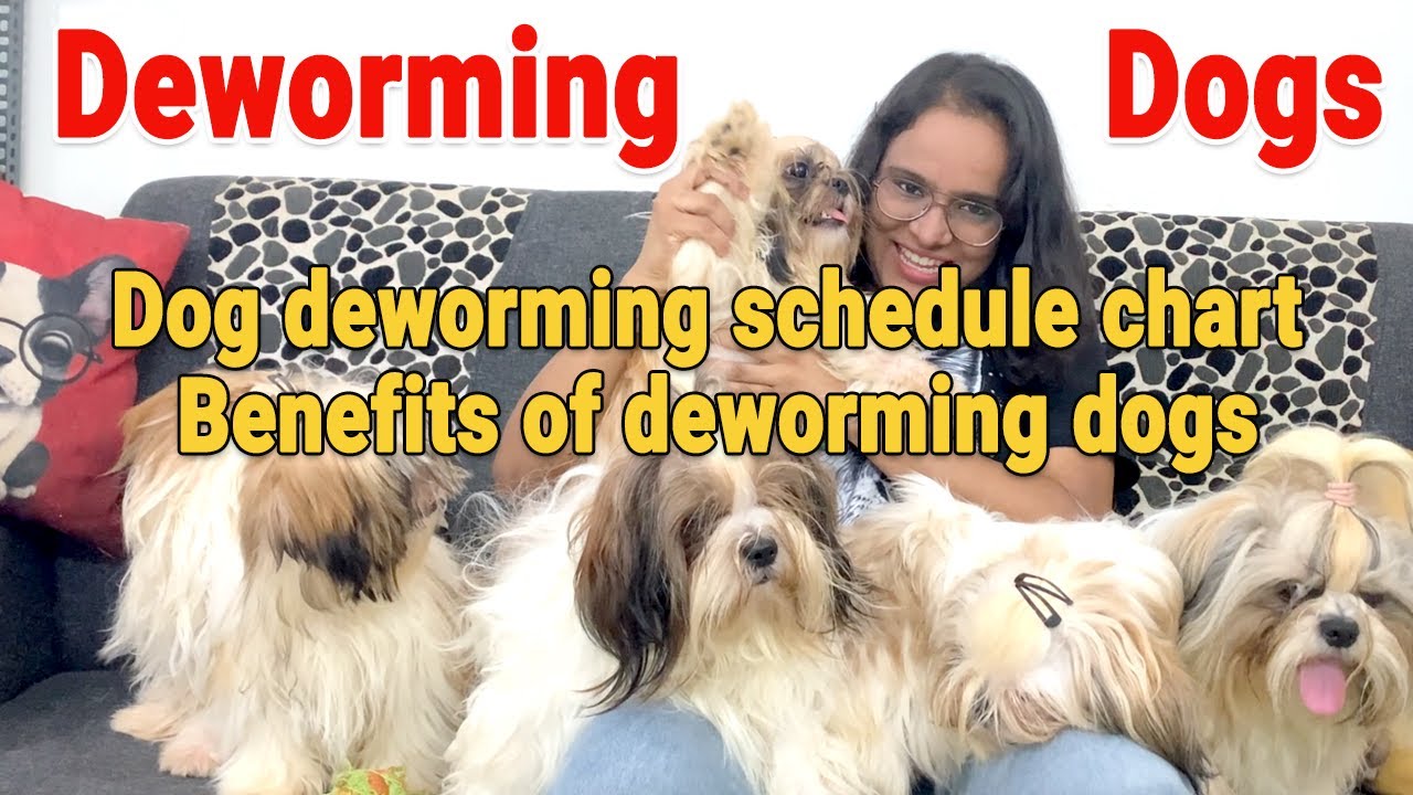 Deworming Dogs Deworming puppies Benefits of deworming dogs