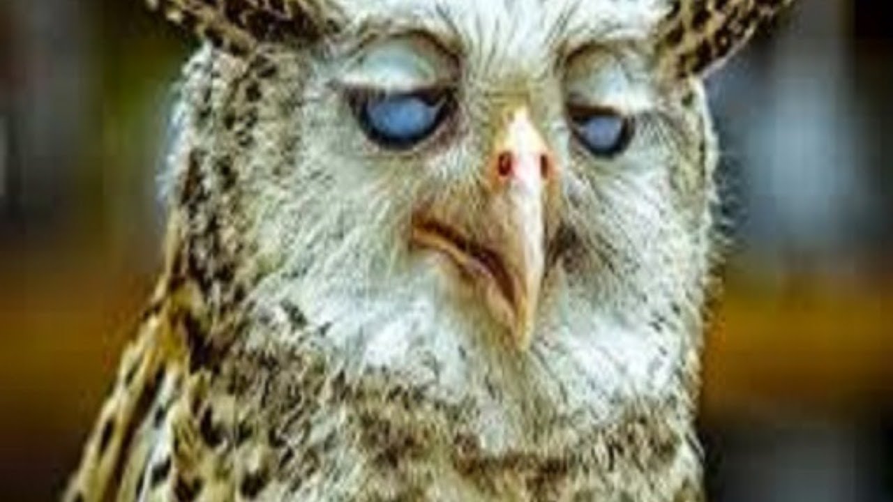 Быстрые орешки - YouTube