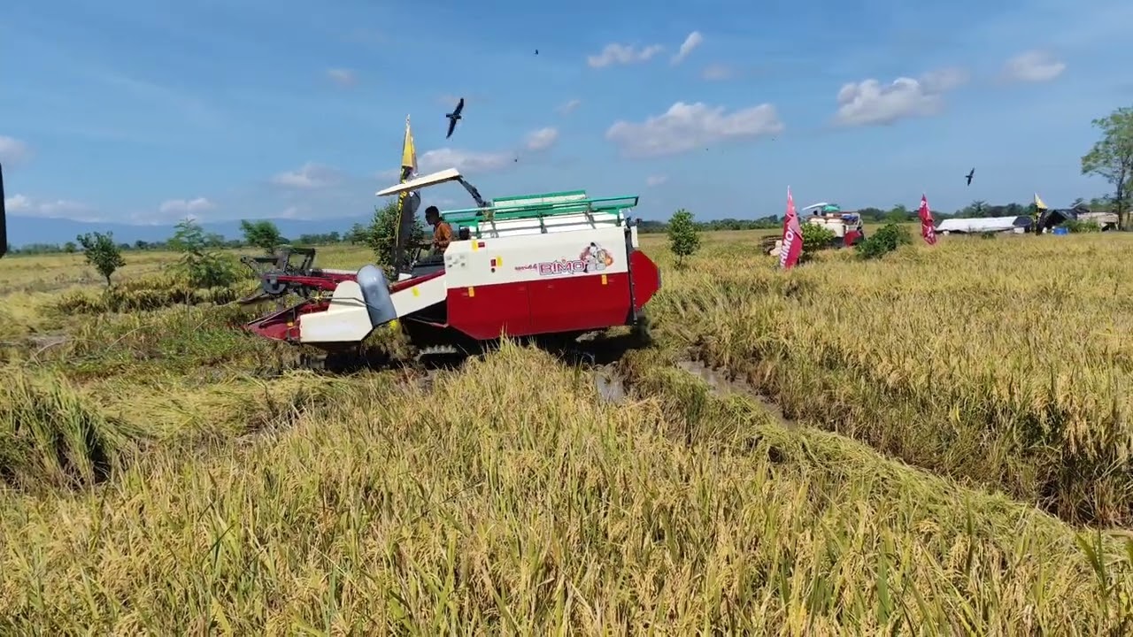 Pertarungan Dua Combine Harvester Besar