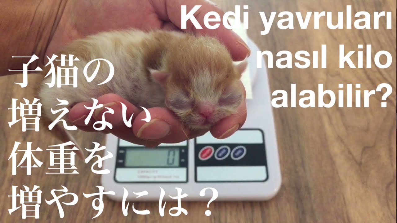 生まれたての子猫の体重の変化 増えない体重の対処法は Kedi Yavrularinin Kilo Datalari Ve Saglikli Olmasi Icin Oneriler Youtube