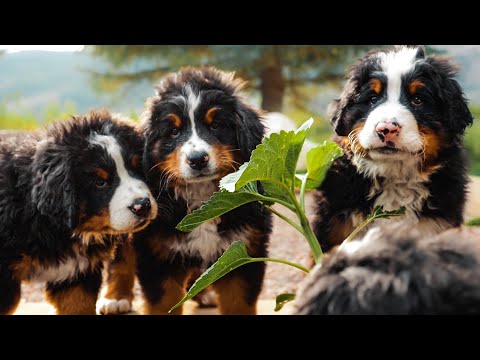 فيديو: كلب جبل Entlebucher
