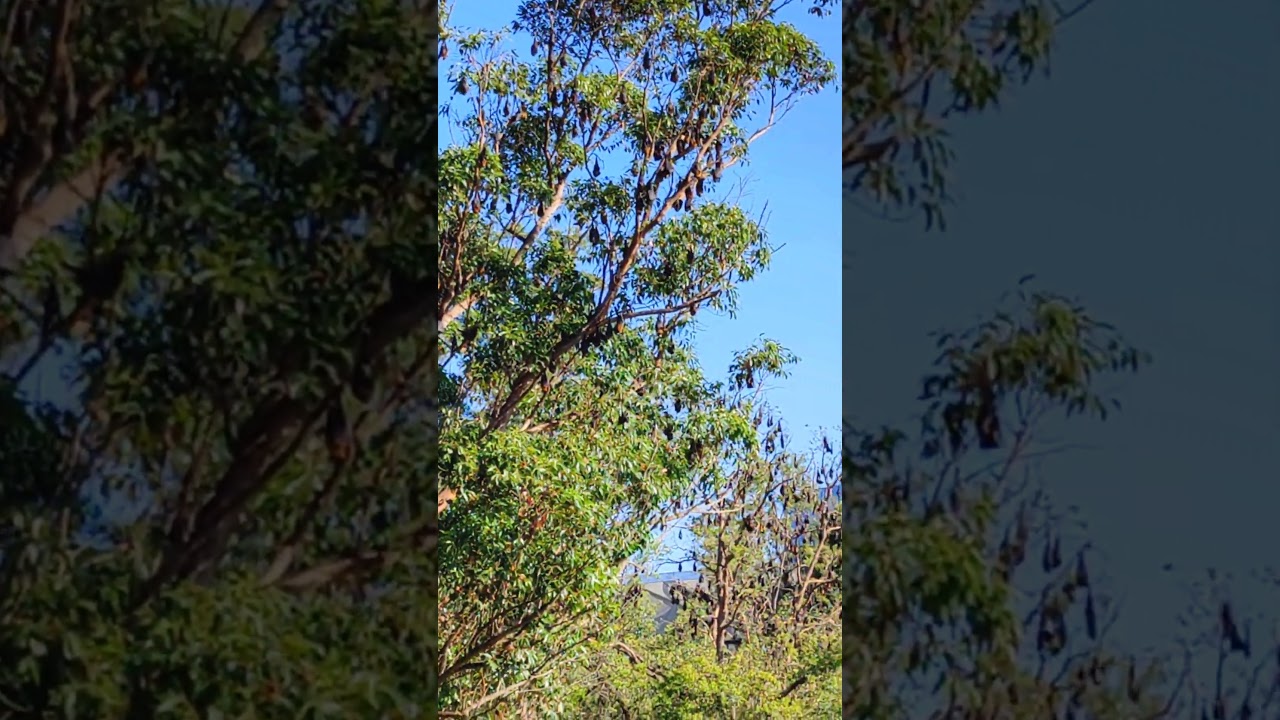 spot 1000 bats at Parramatta park, Sydney AU 
