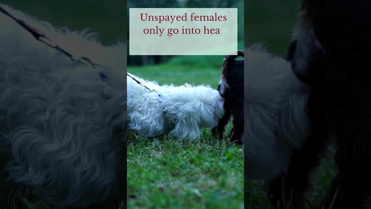 HOW OFTEN DOGS MATE FACTS ABOUT DOGS YouTube