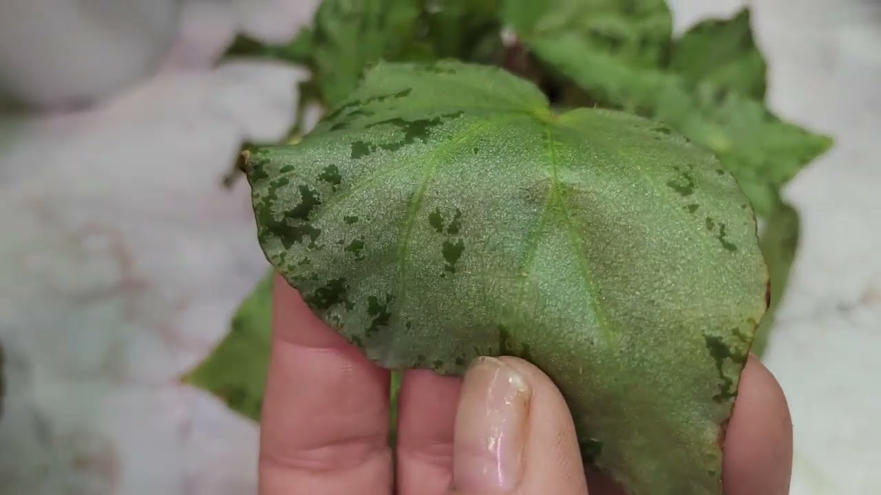 Природные бегоньи 🌿