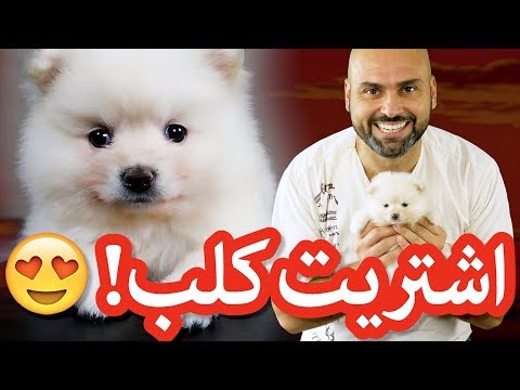 فيديو: الكلاب التي تشبه الأشبال: Chow-Chow و Pomeranian