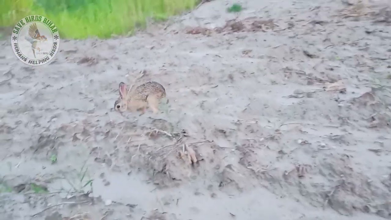 Releasing rescue wild rabbit🐇 