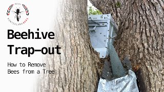 BEEHIVE TRAPOUT:​ How to remove bees from a tree