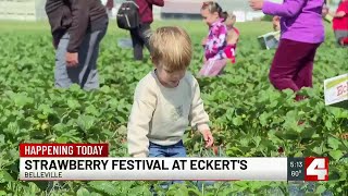 Strawberry festival kicks off at Eckert’s Farm, bringing families together to pick-your-own straw...