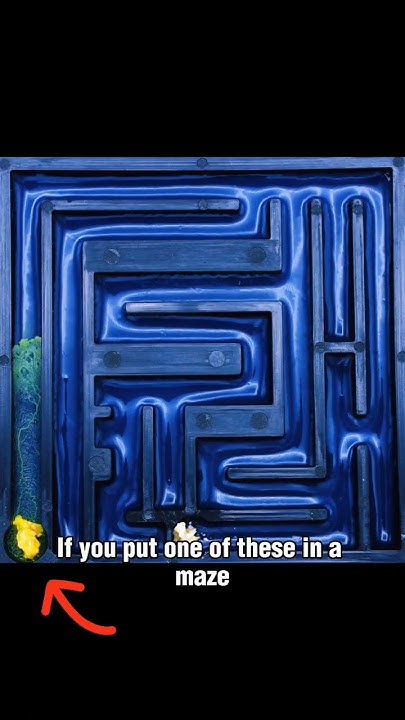 Slime Mold Solving a Maze - YouTube