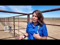 Bruneau off-range corrals in Owyhee Mountains reopen to visitors for first time since 2019