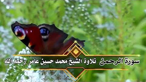 سورة الرحمن  || الشيخ محمد حسين عامر رحمه الله