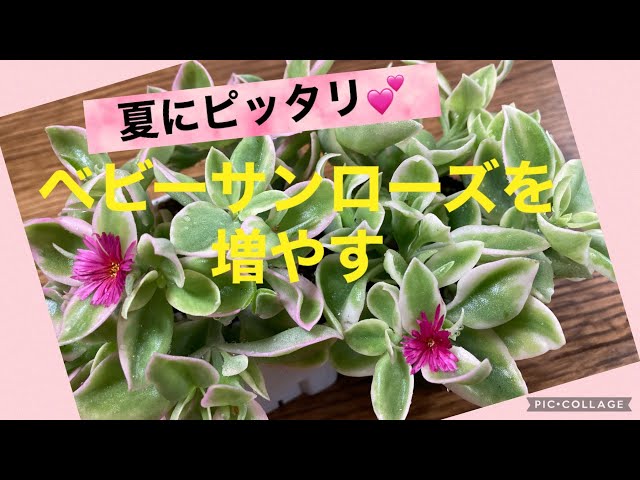 多肉植物】夏にピッタリ✨斑入りベビーサンローズを増やす 多肉植物】夏にピッタリ✨斑入りベビーサンローズを増やす