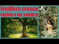 5 frutíferas que crescem rápido e fazem sombra.