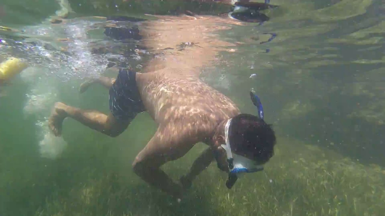 Shark Attack While Snorkeling YouTube