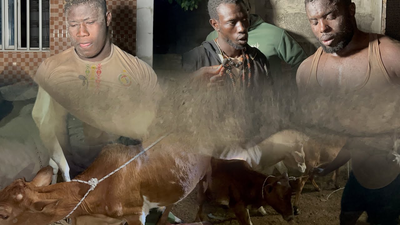 Partage des bœufs 🐂 avec ALPHA NIODIOR & DOUDOU SANÉ BOYARD à Bassoul le 08 Février 2026