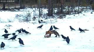 vlc record 2013 01 10 09h53m25s nova EaglesAndFox