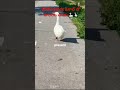 The Netherlands కెనాల్ లో హంసల అందం🪿🦢 #trending #nature #beautiful #landscape #swan #telugu #travel