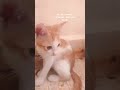 Allah Usaki Hifajat Karata Haun Shorts Youtuber Cat Catvideo Allah Hifajat Julm Ghar Insaan