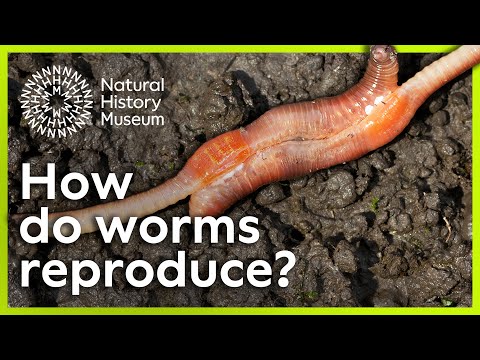 How Does The Reproductive System Of A Ascaris Work