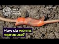 How do worms reproduce? The complex world of earthworm courtship | Natural History Museum