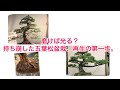 盆栽　五葉松　持ち崩した黒松台の古木を再生させます。#盆栽　#bonsai  #五葉松