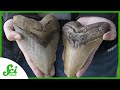 What Megalodon’s Teeth Say About Their Parenting