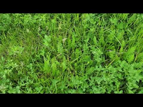 Video: Broomsedge Grass - Consejos para el control de Broomsedge Grass