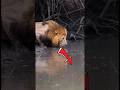 León es Asechado #animals