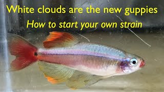 White Cloud Mountain Minnows are the new guppies