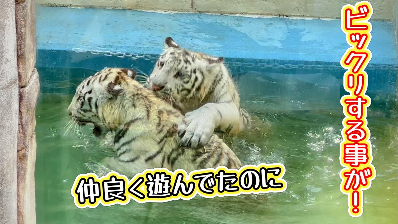 誰も予想できない衝撃的な結末が‼️ 7月3日 東武動物公園　ホワイトタイガー赤ちゃん