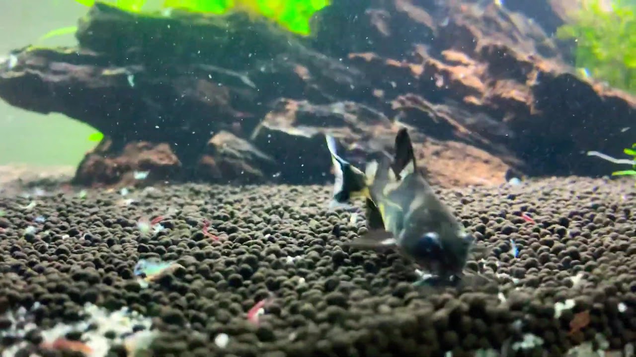 Harlequin Lancer Catfish (Bagroides Melapterus) - YouTube