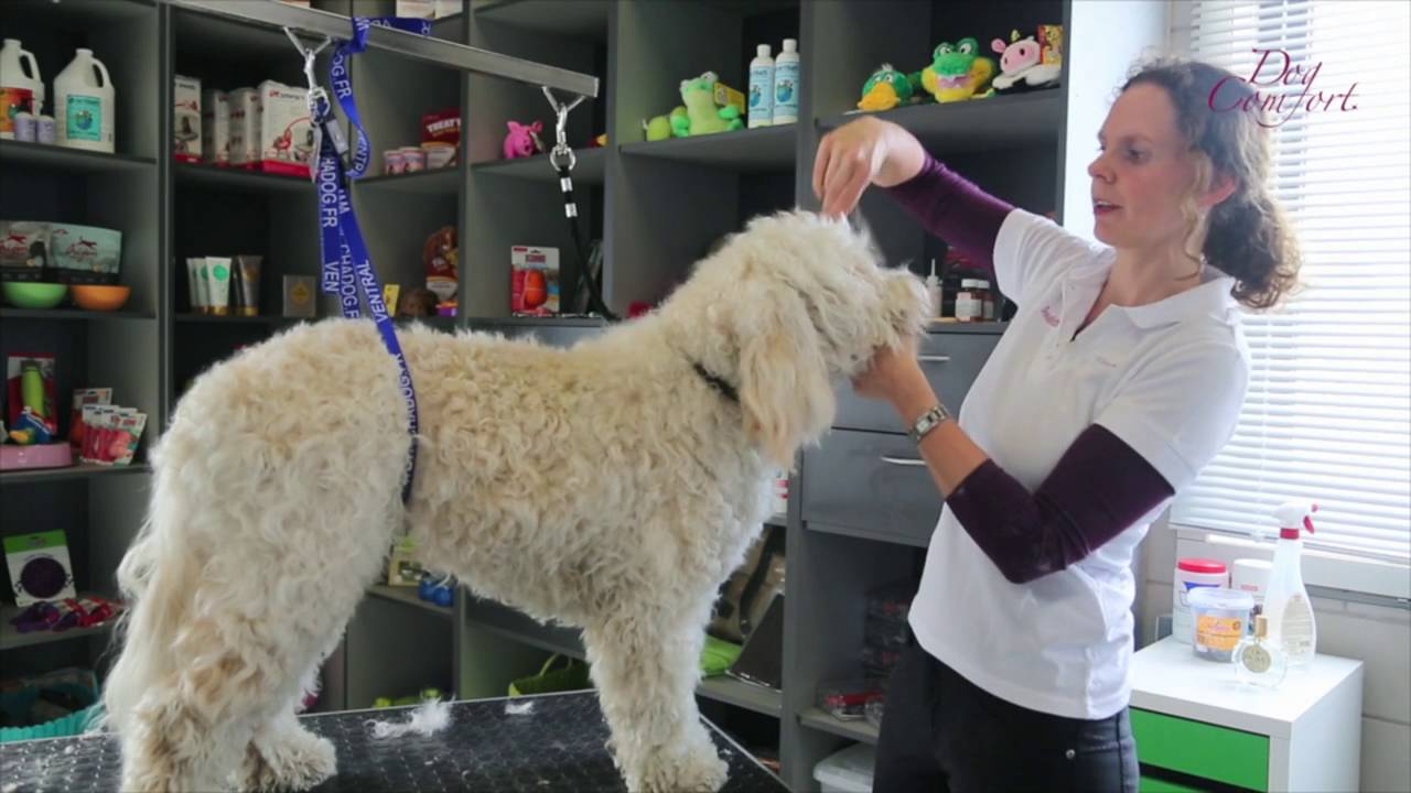Hoe knip je de ogen van je Labradoodle op veilige